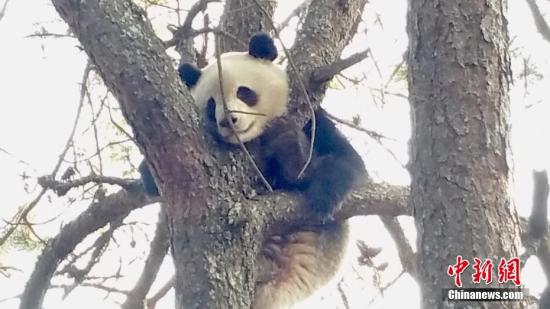 甘肃自然保护区生态趋好 野生大熊猫数量稳增