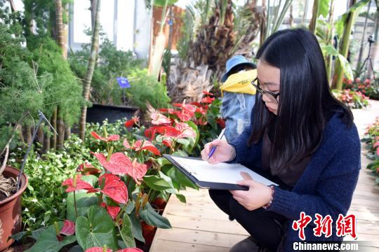 北京最古老植物温室即将全新开放 首展4种猴面包树