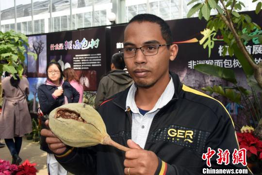 北京最古老植物温室即将全新开放 首展4种猴面包树