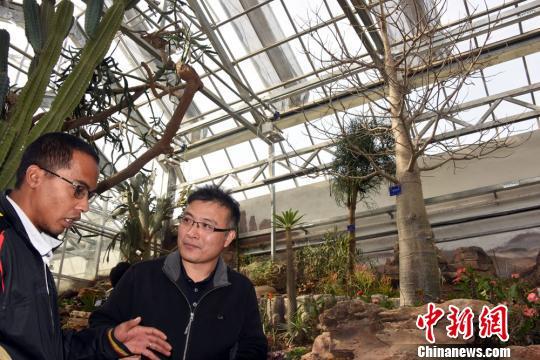 北京最古老植物温室即将全新开放 首展4种猴面包树