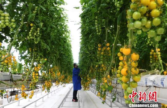 甘肃酒泉6万亩戈壁荒滩“变”良田