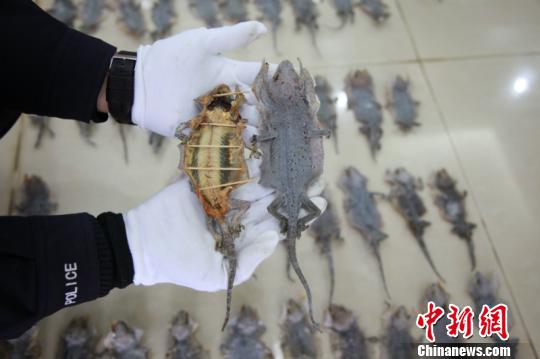 南宁海关打击濒危动物走私