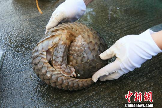 南宁海关打击濒危动物走私