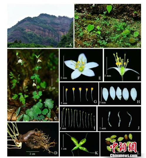 广东韶关丹霞山发现植物新种“丹霞山天葵”
