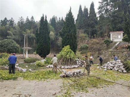 植树造林场景3.jpg